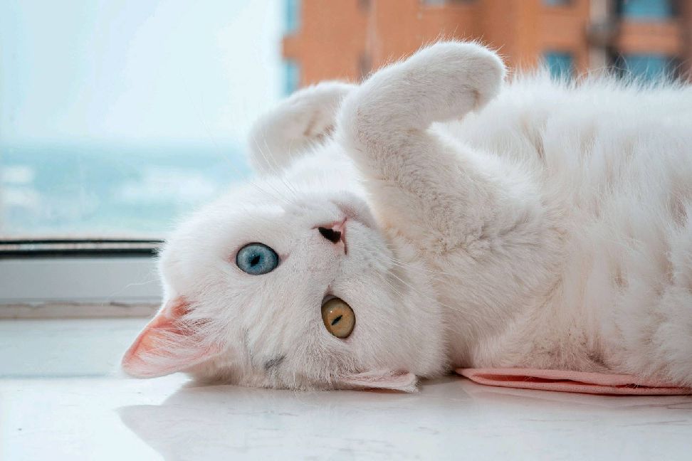 猫图片|宠物猫|猫咪|