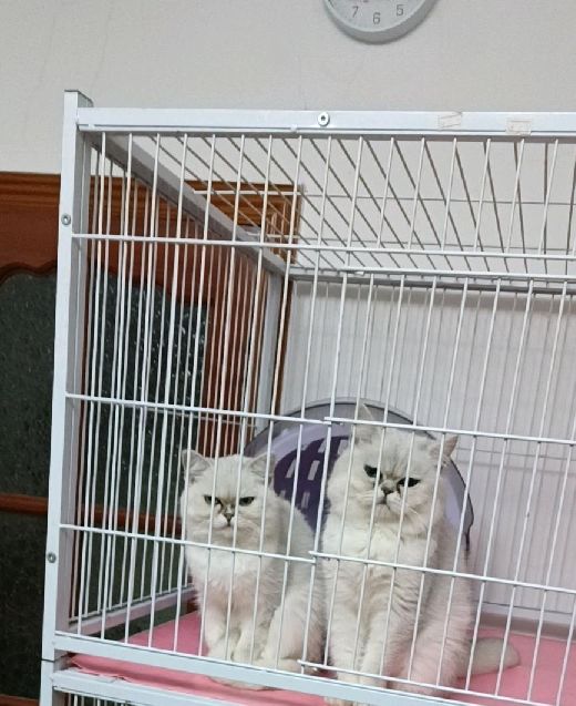 猫图片|宠物猫|猫咪|