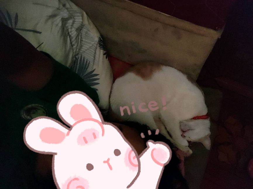 猫图片|宠物猫|猫咪|