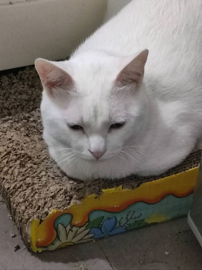 猫图片|宠物猫|猫咪|