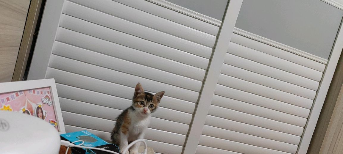 猫图片|宠物猫|猫咪|