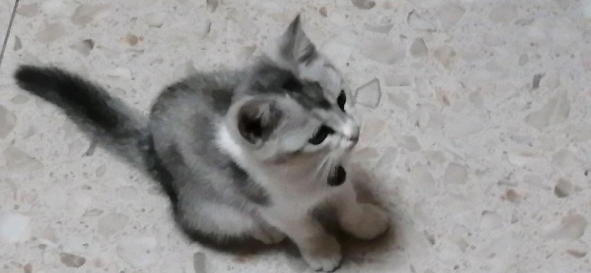 猫图片|宠物猫|猫咪|