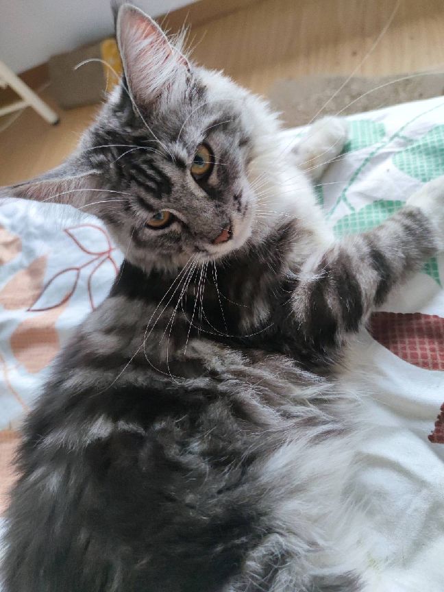 猫图片|宠物猫|猫咪|