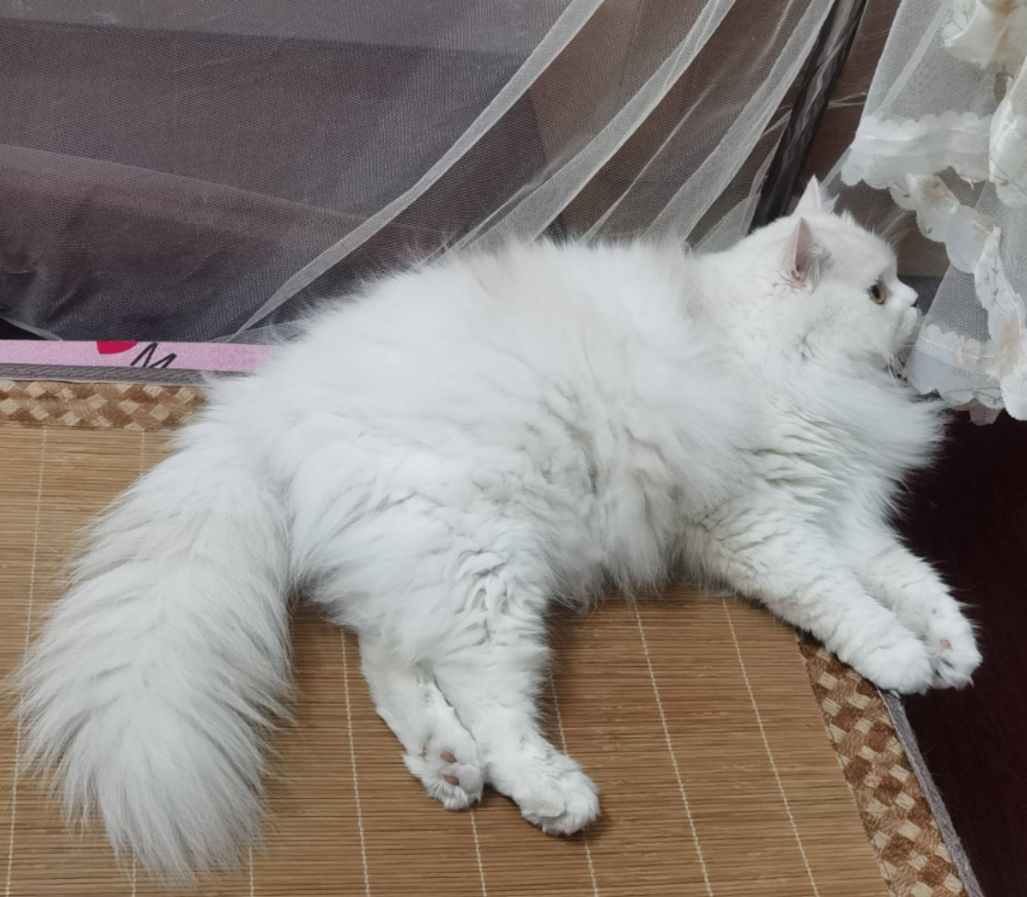 猫图片|宠物猫|猫咪|