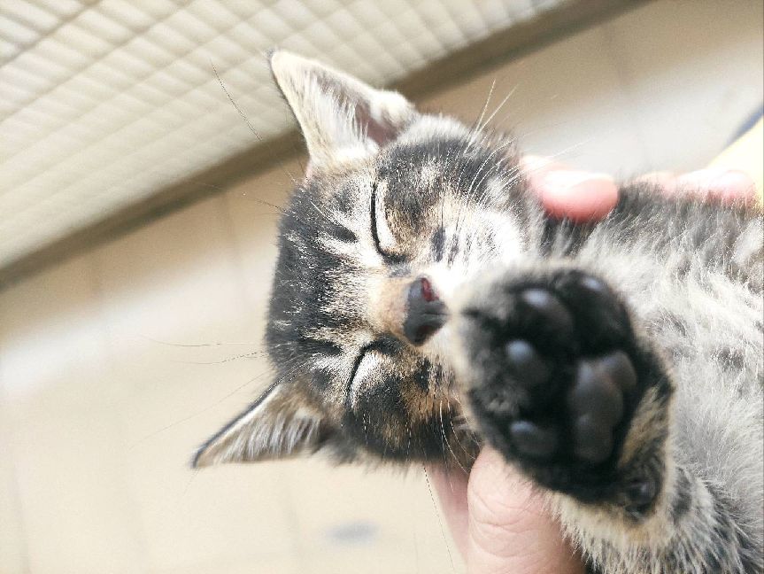 猫图片|宠物猫|猫咪|