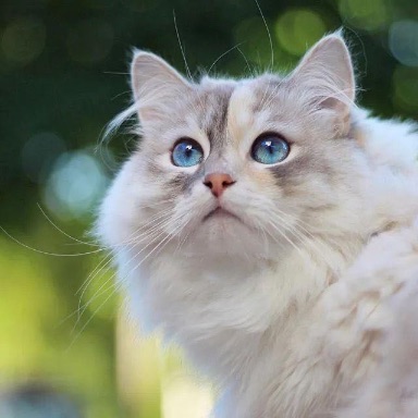 猫图片|宠物猫|猫咪|