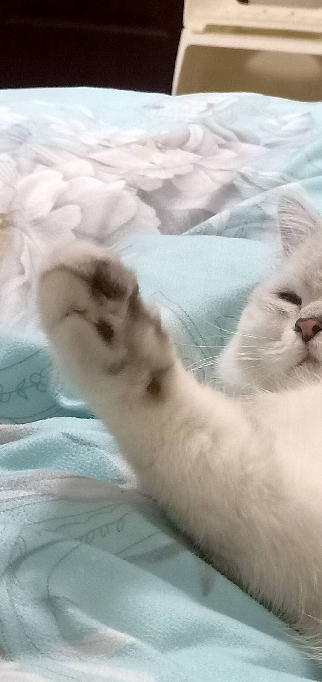 猫图片|宠物猫|猫咪|