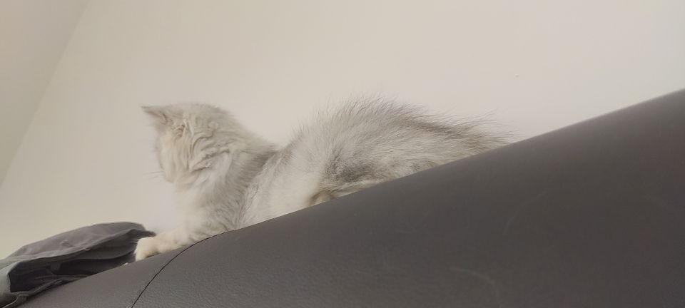 猫图片|宠物猫|猫咪|