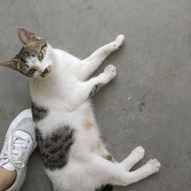 猫图片|宠物猫|猫咪|