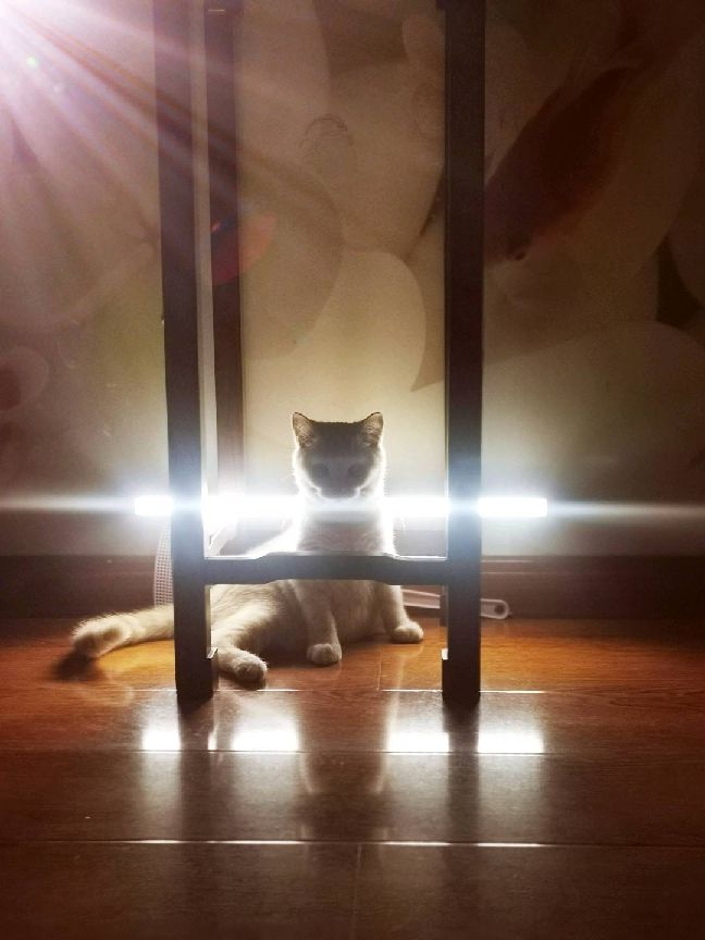 猫图片|宠物猫|猫咪|