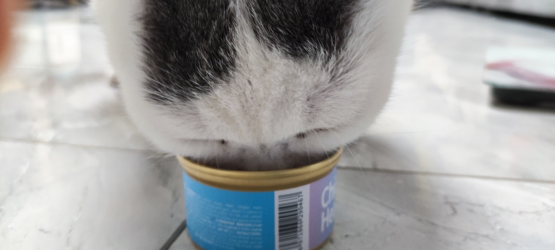 猫图片|宠物猫|猫咪|