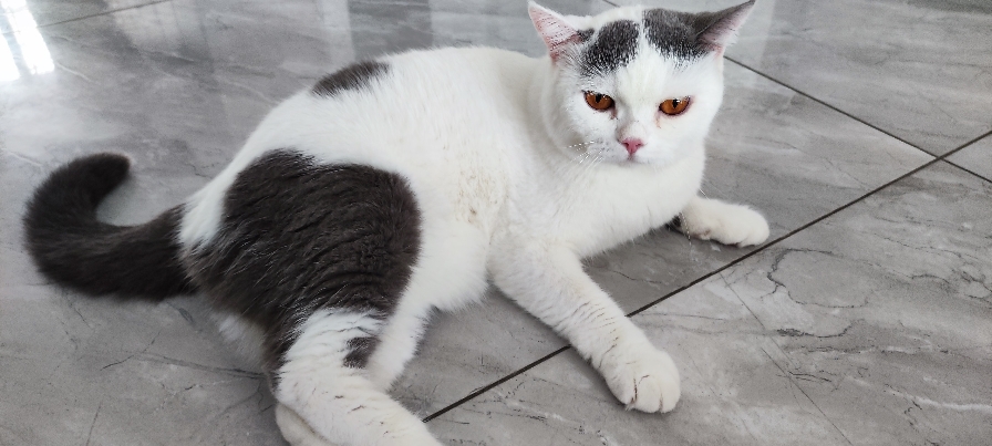 猫图片|宠物猫|猫咪|