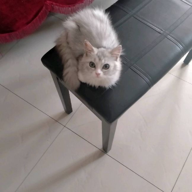 猫图片|宠物猫|猫咪|