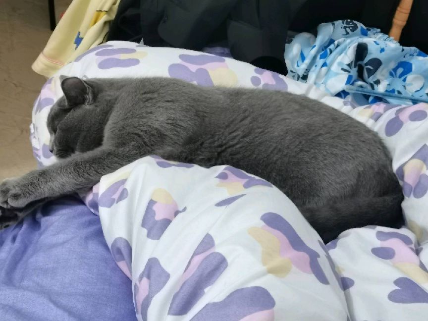 猫图片|宠物猫|猫咪|