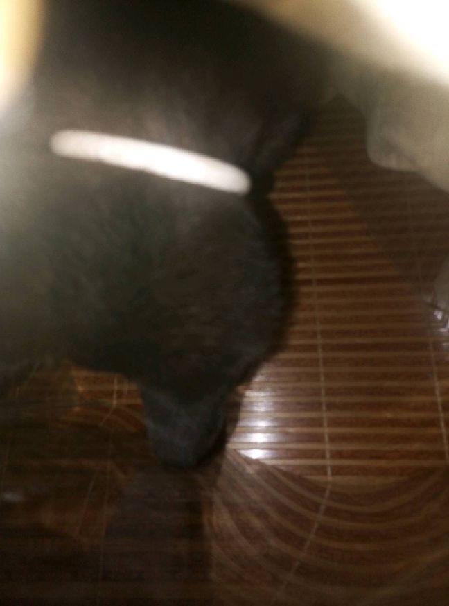 猫图片|宠物猫|猫咪|