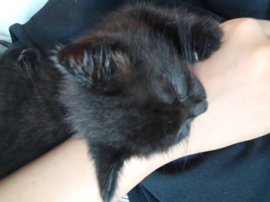 猫图片|宠物猫|猫咪|