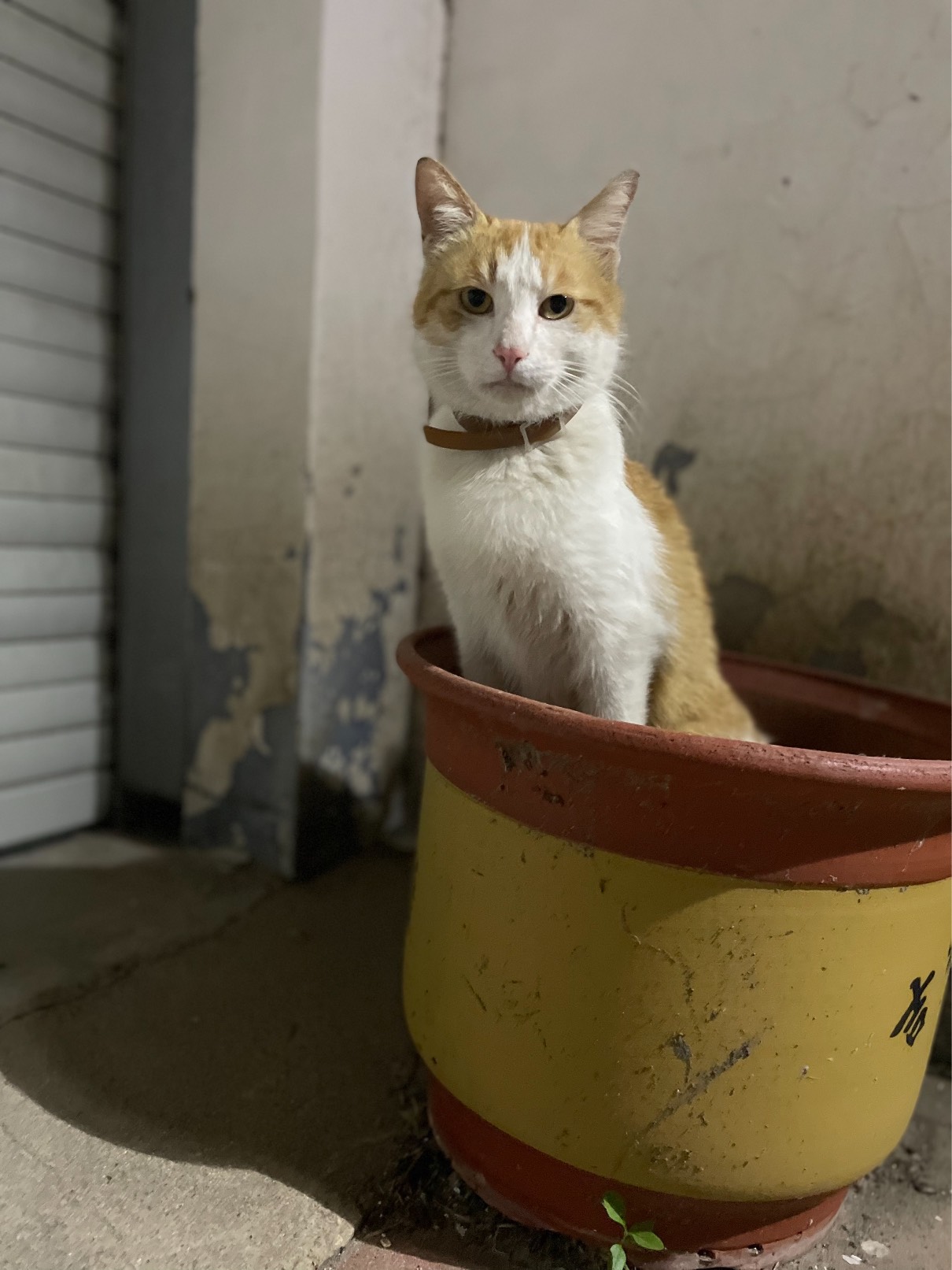 猫图片|宠物猫|猫咪|