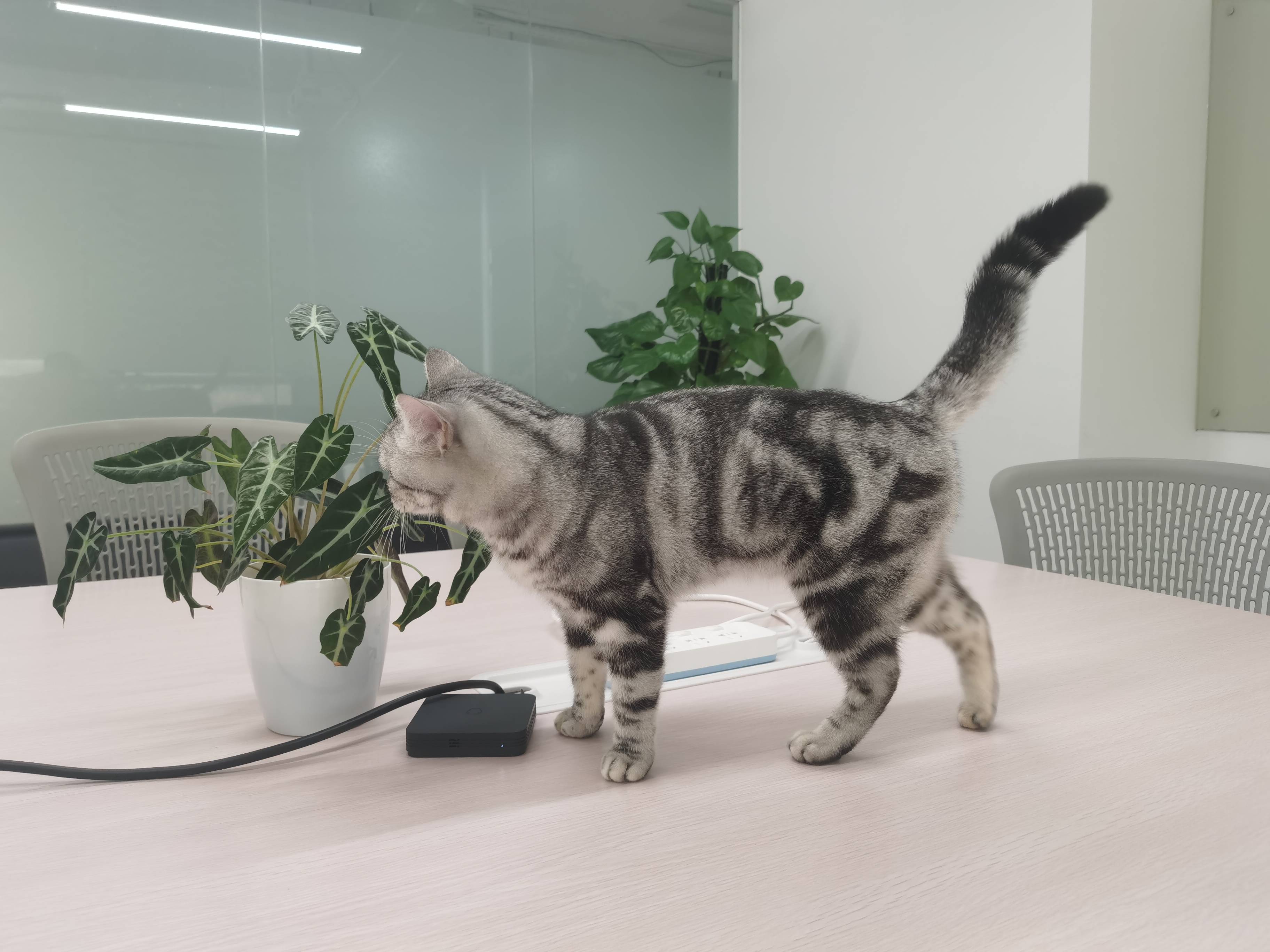 猫图片|宠物猫|猫咪|