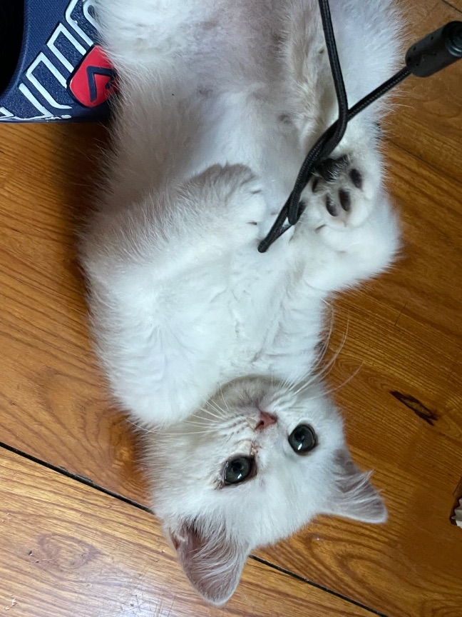 猫图片|宠物猫|猫咪|