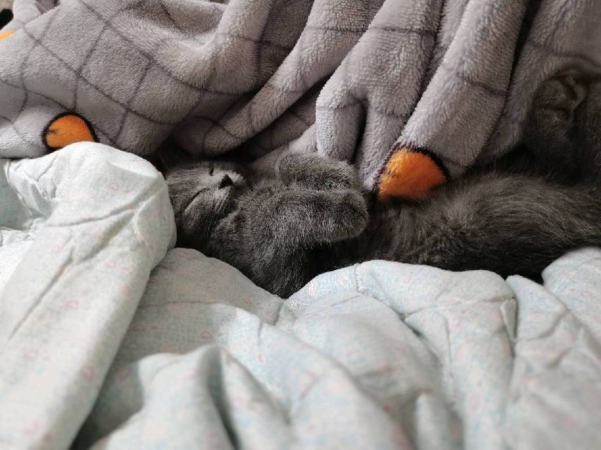 猫图片|宠物猫|猫咪|