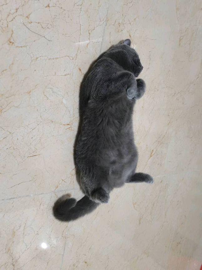 猫图片|宠物猫|猫咪|