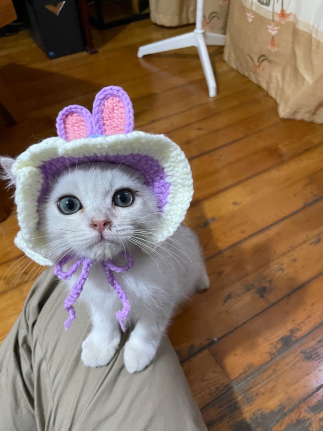 猫图片|宠物猫|猫咪|