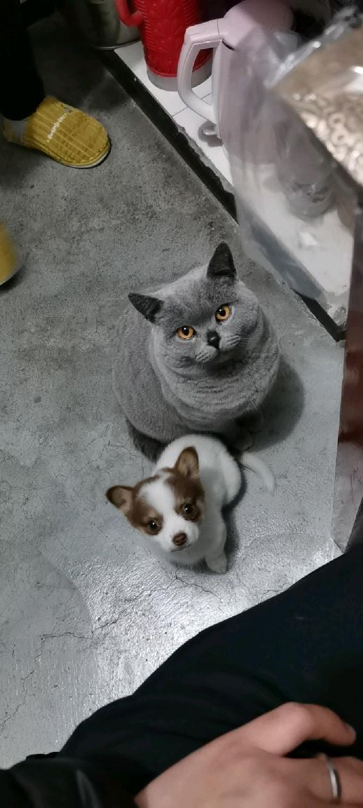 猫图片|宠物猫|猫咪|