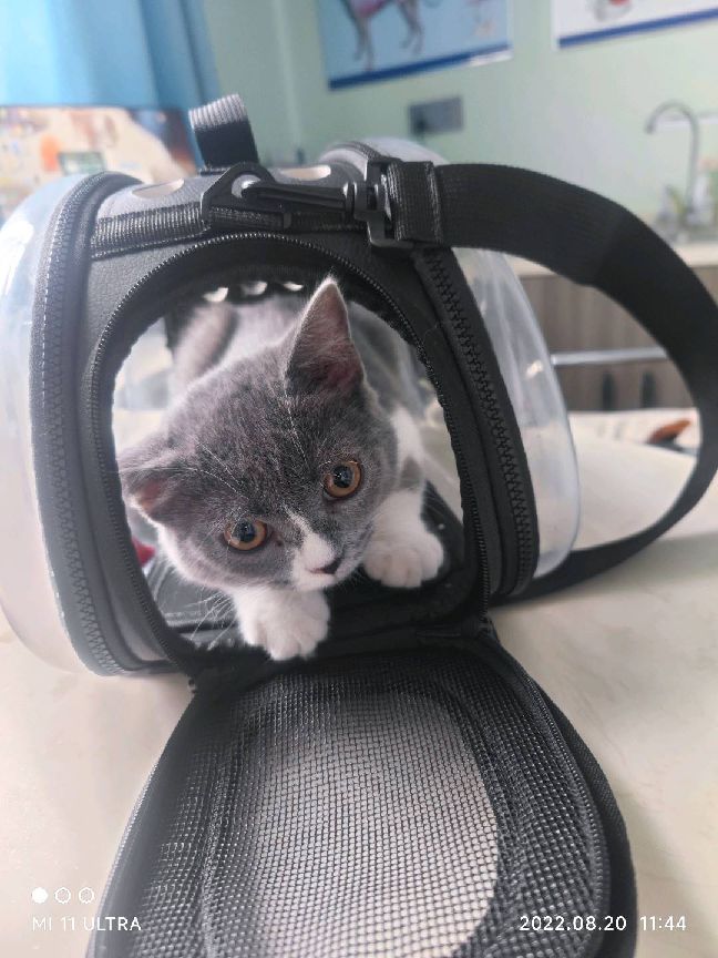 猫图片|宠物猫|猫咪|