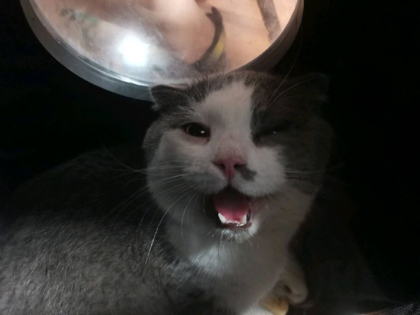 猫图片|宠物猫|猫咪|