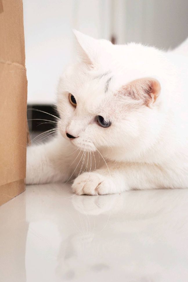 猫图片|宠物猫|猫咪|