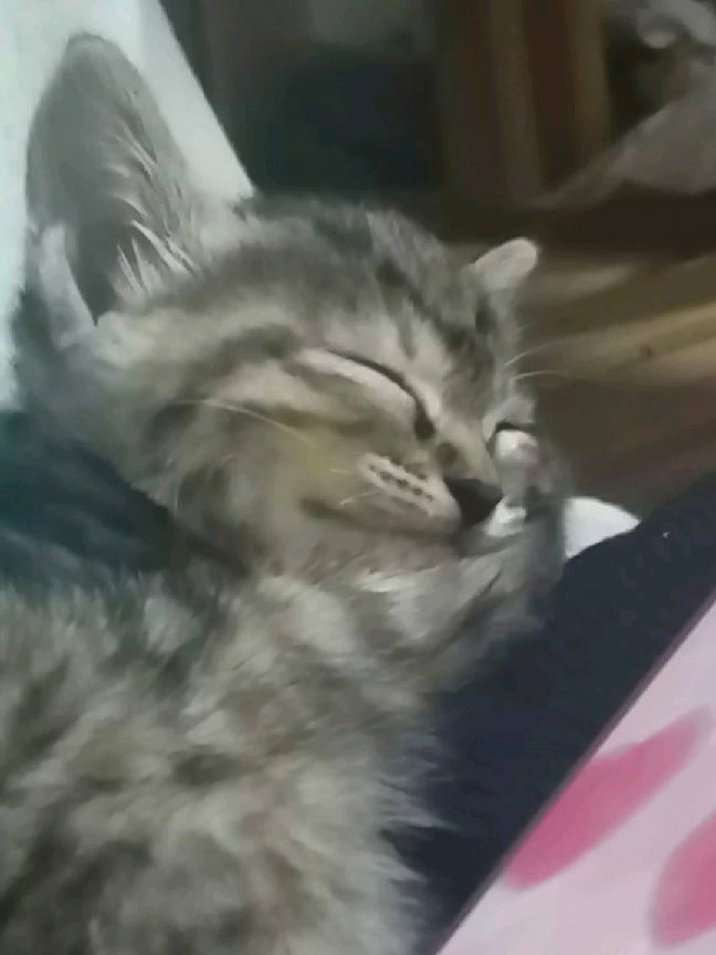 猫图片|宠物猫|猫咪|