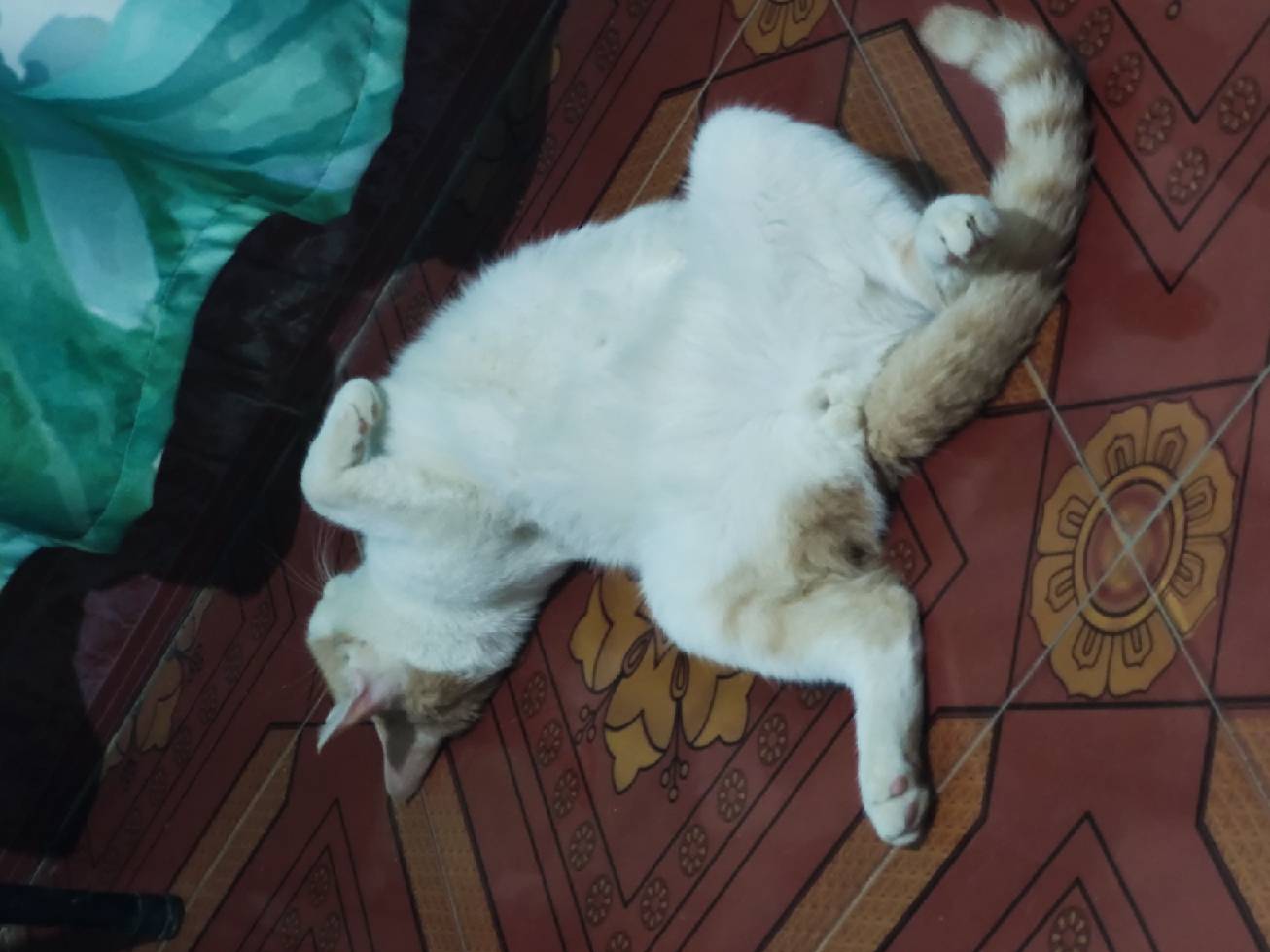 猫图片|宠物猫|猫咪|