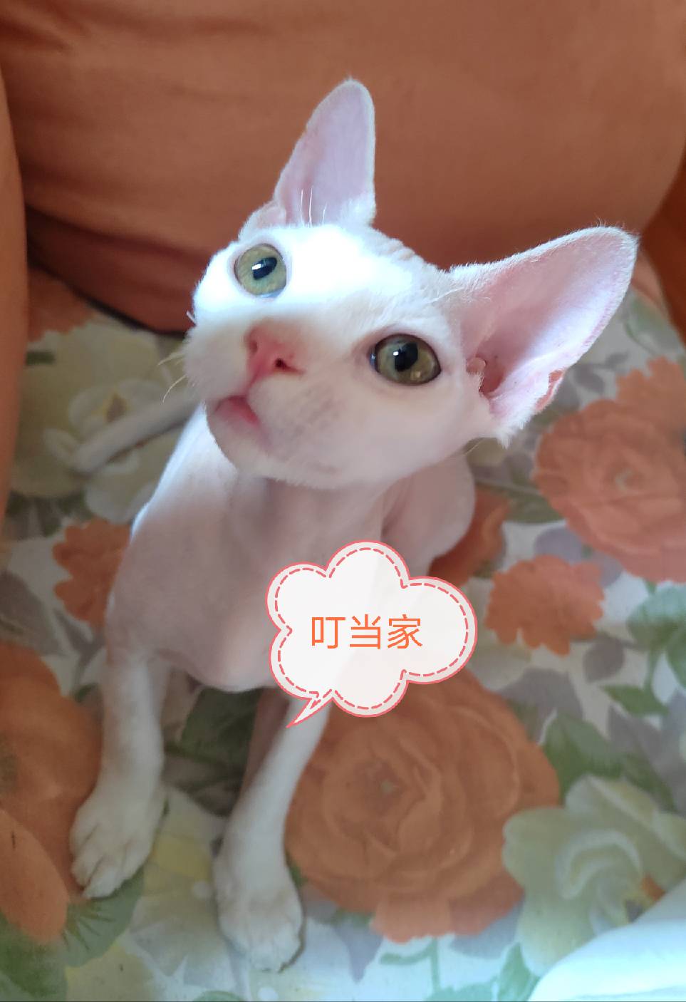 猫图片|宠物猫|猫咪|