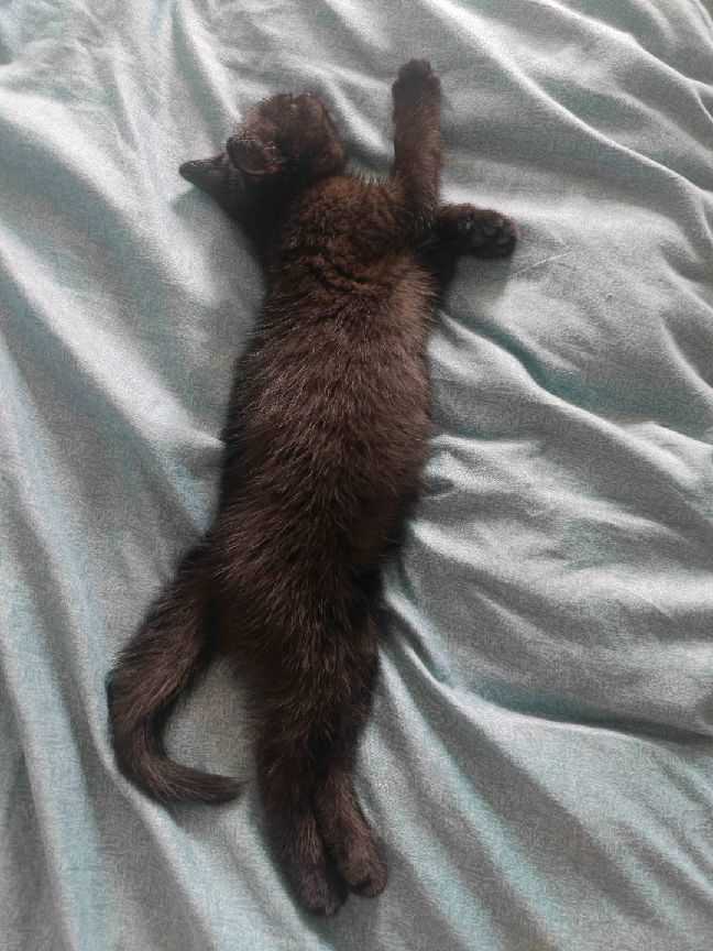 猫图片|宠物猫|猫咪|