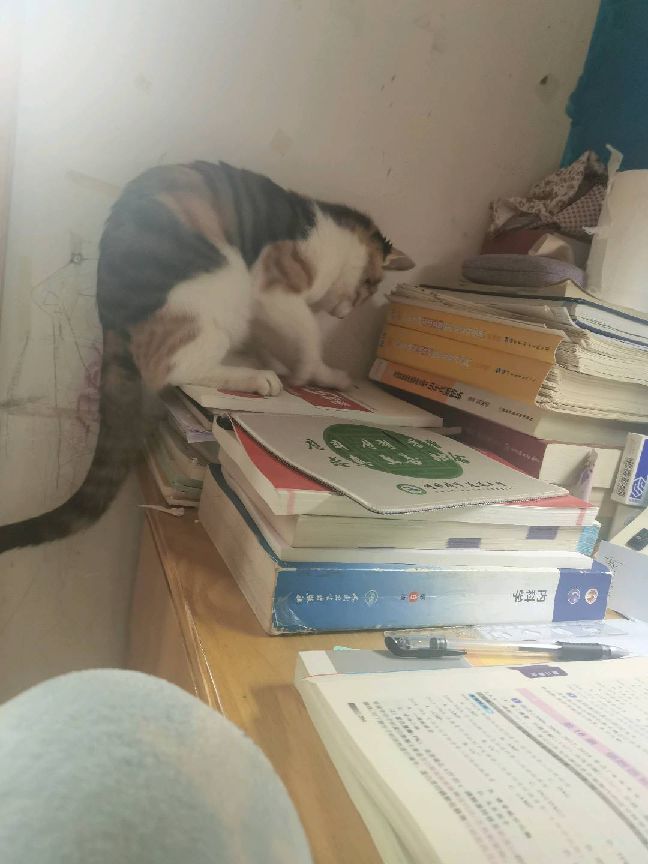 猫图片|宠物猫|猫咪|