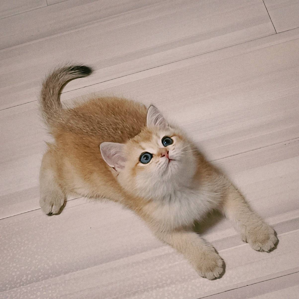 猫图片|宠物猫|猫咪|