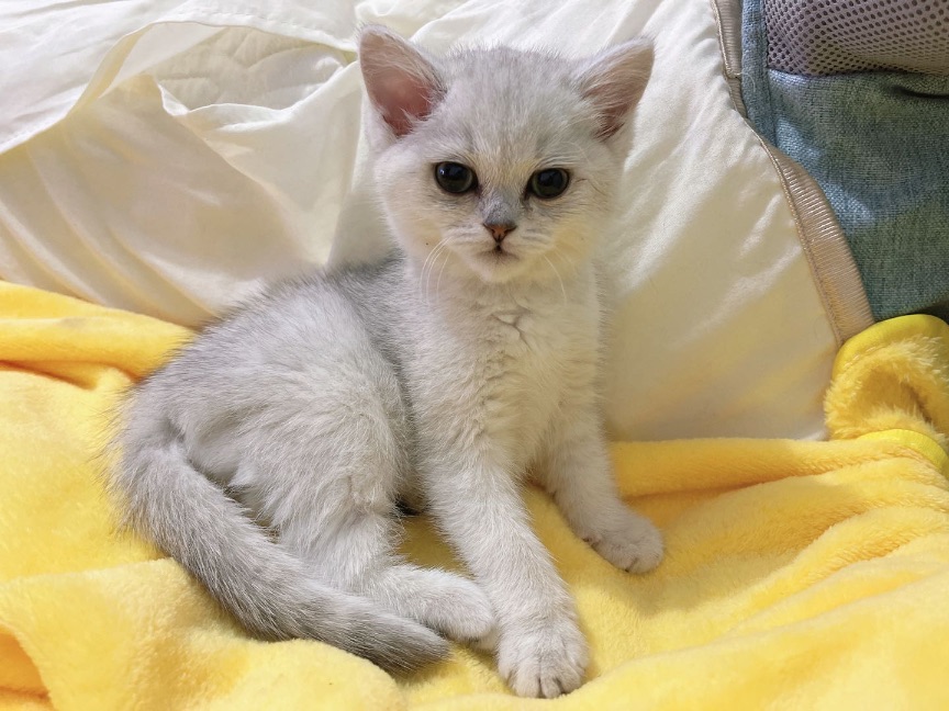 猫图片|宠物猫|猫咪|