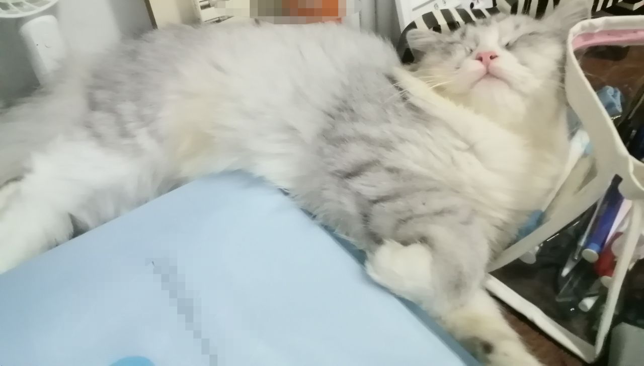 猫图片|宠物猫|猫咪|