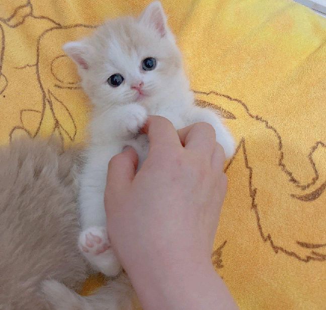 猫图片|宠物猫|猫咪|