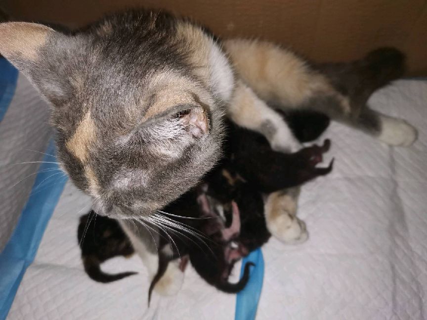 猫图片|宠物猫|猫咪|