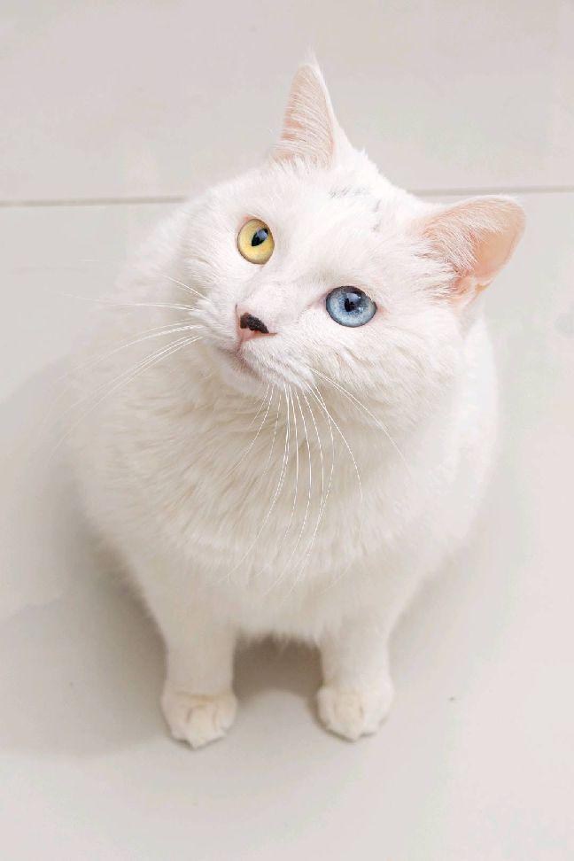 猫图片|宠物猫|猫咪|