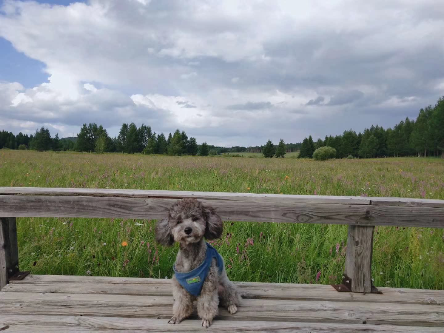 猫图片|宠物猫|猫咪|