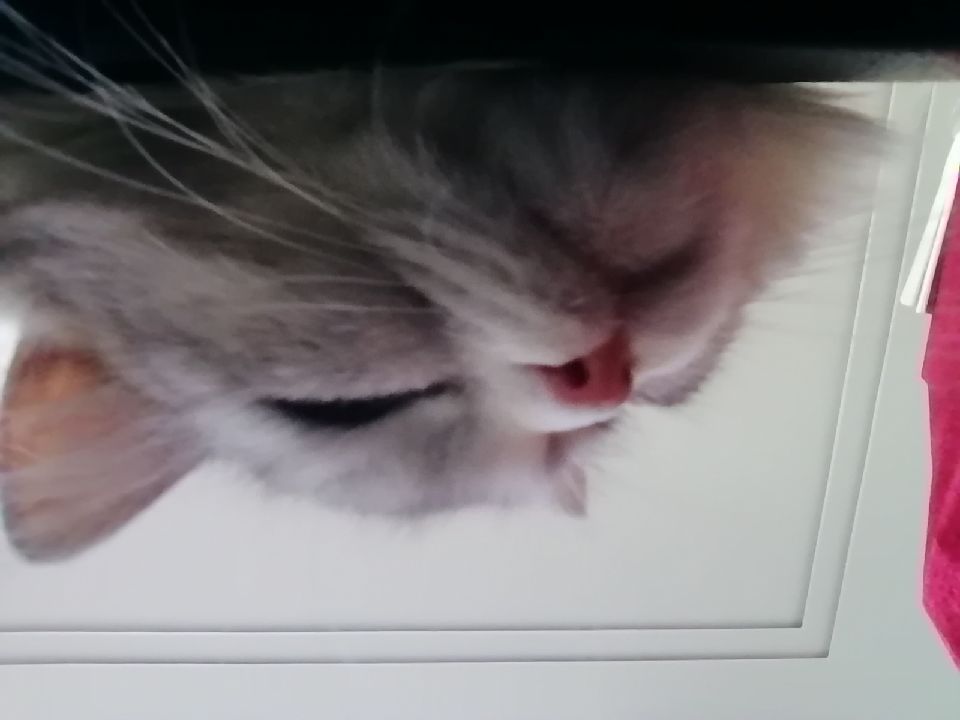 猫图片|宠物猫|猫咪|