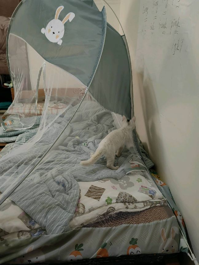 猫图片|宠物猫|猫咪|