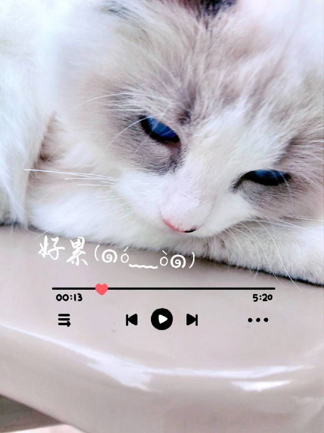 猫图片|宠物猫|猫咪|