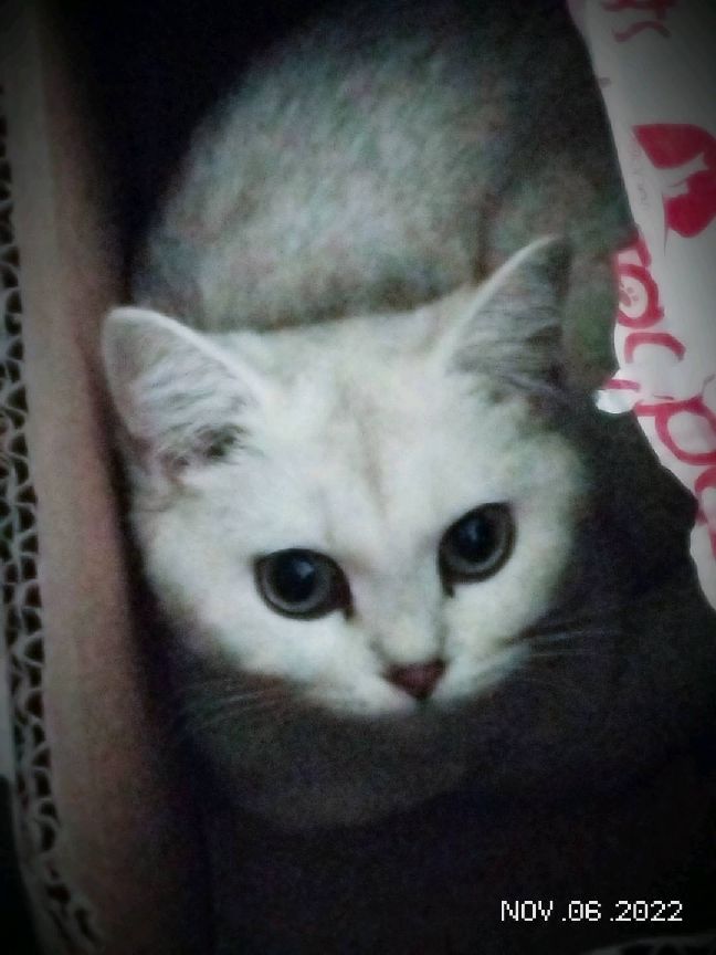 猫图片|宠物猫|猫咪|