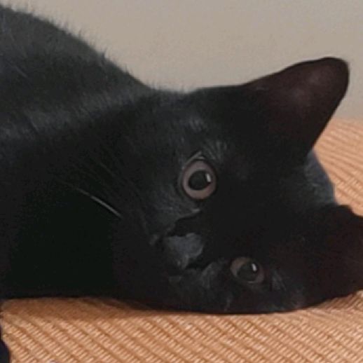 猫图片|宠物猫|猫咪|