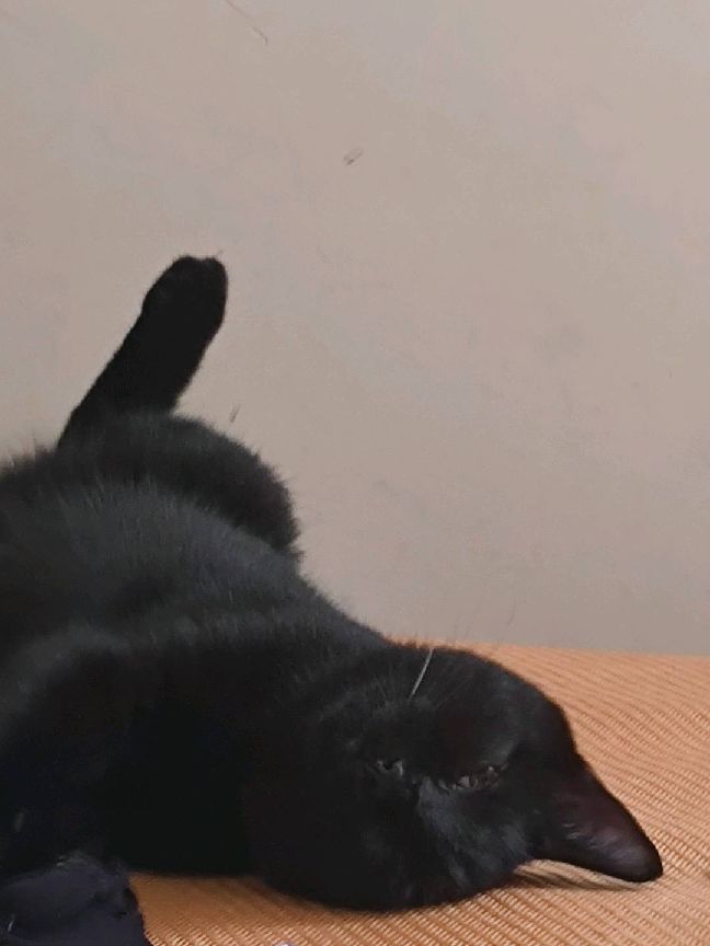 猫图片|宠物猫|猫咪|