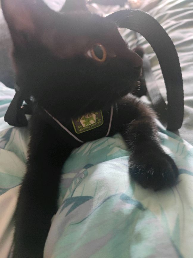 猫图片|宠物猫|猫咪|