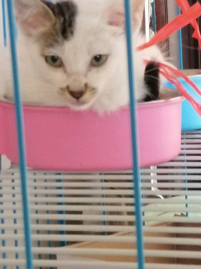 猫图片|宠物猫|猫咪|